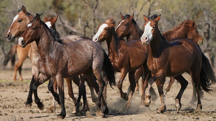 'Stop the roundup of wild horses': Lawsuit claims Forest Service unlawfully removing Apache-Sitgreaves horses