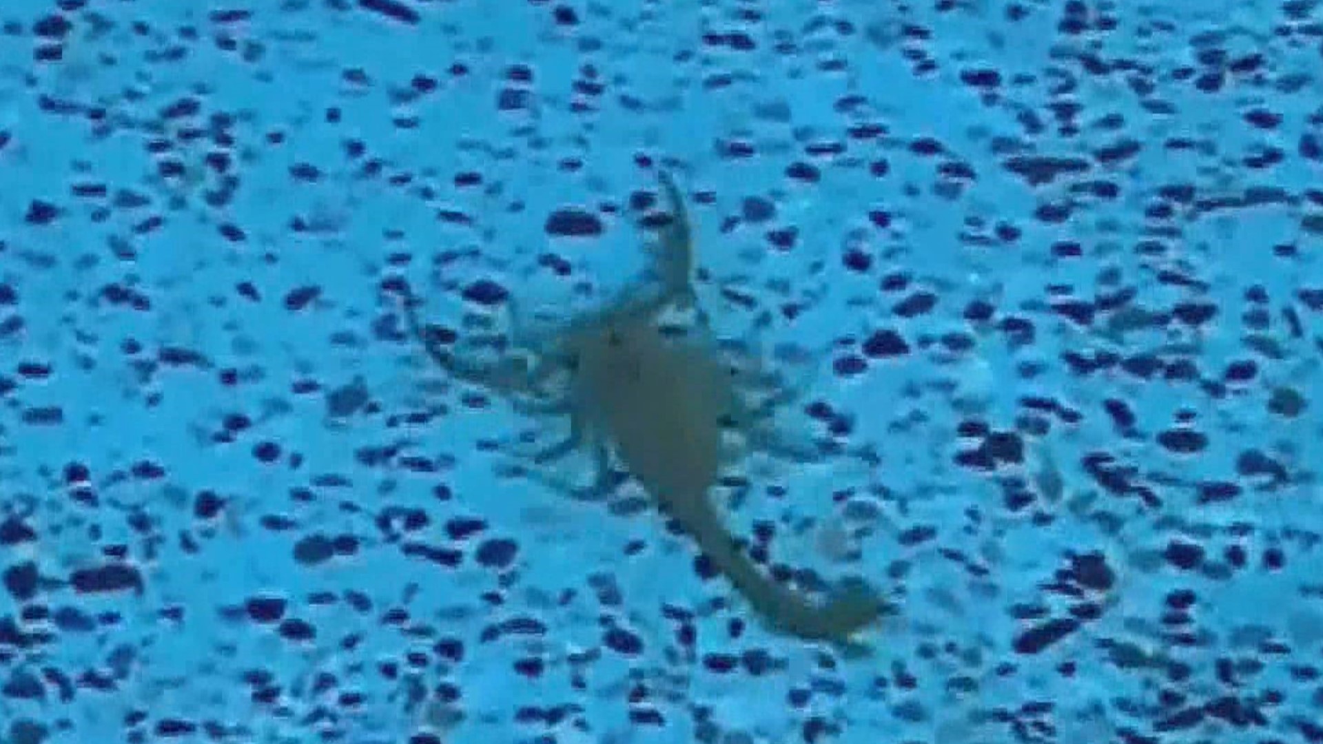 Veezify Verify: Can scorpions survive underwater in pools? | 12news.com