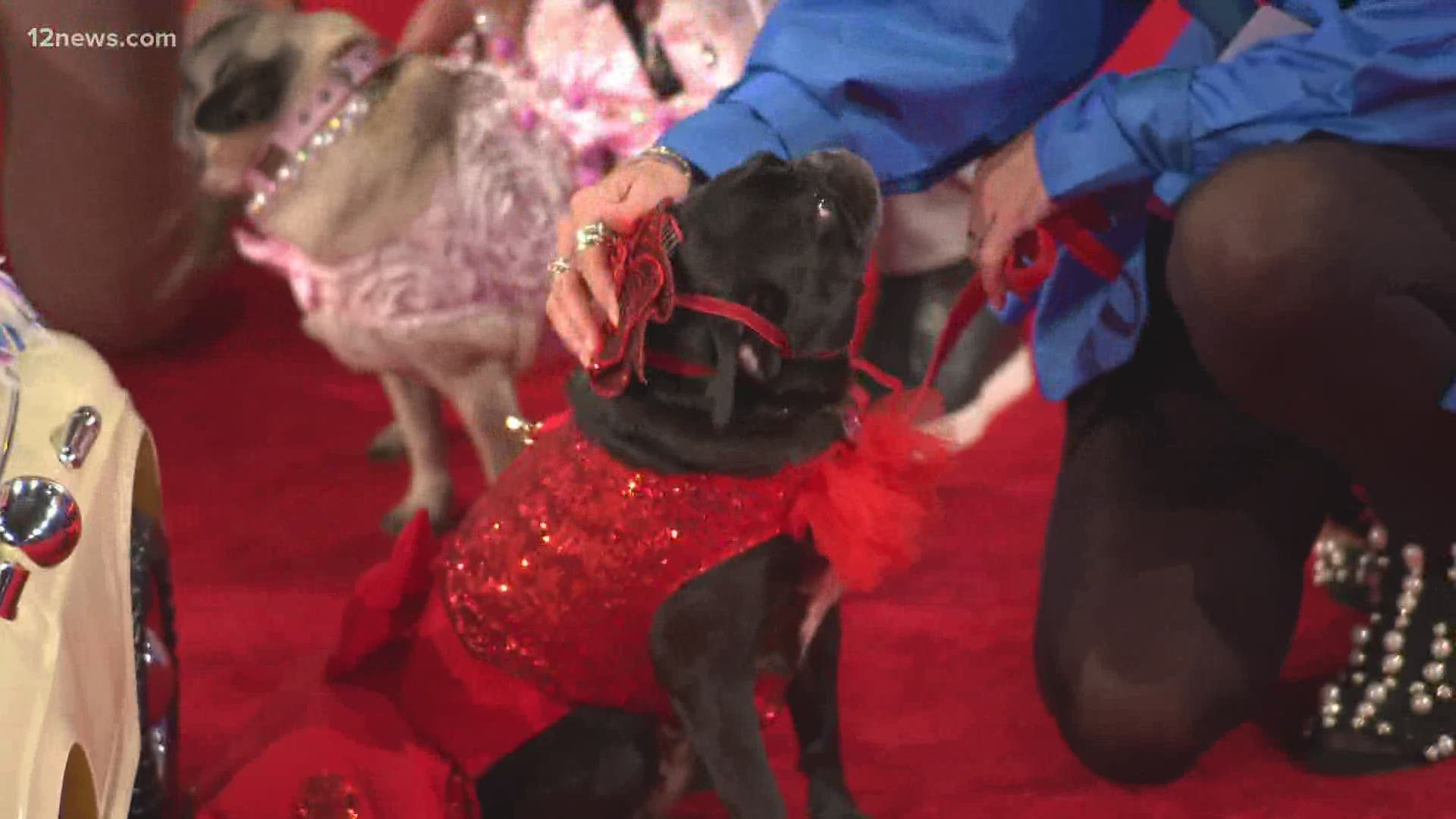 Some of the celebrities on the red carpet at the Beverly Hills Dog Show have four legs -- and millions of followers. Team 12's Krystle Henderson has the latest.