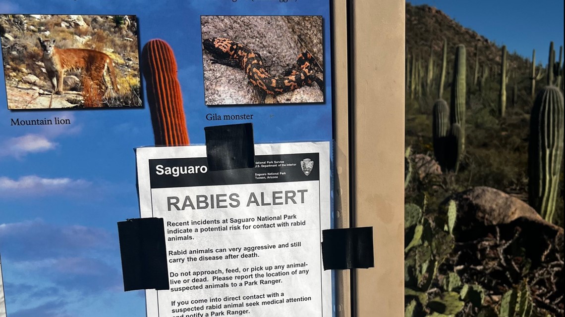 3 fox attacks reported recently at Saguaro National Park West - Vimarsana News