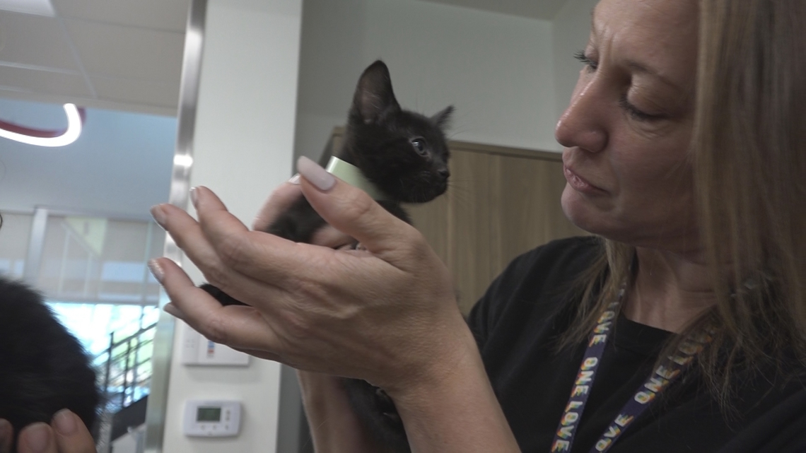 Money Saving Monday: Adopt or shop your next pet?