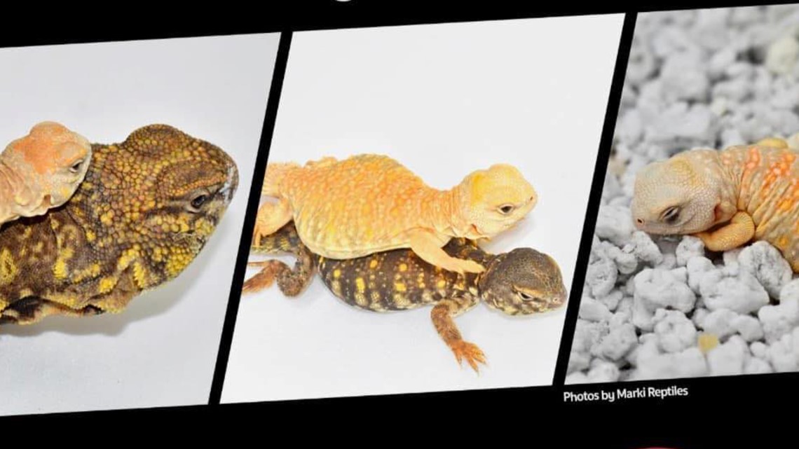 Everything you need to know about the Phoenix Reptile Expo | 1 News Media