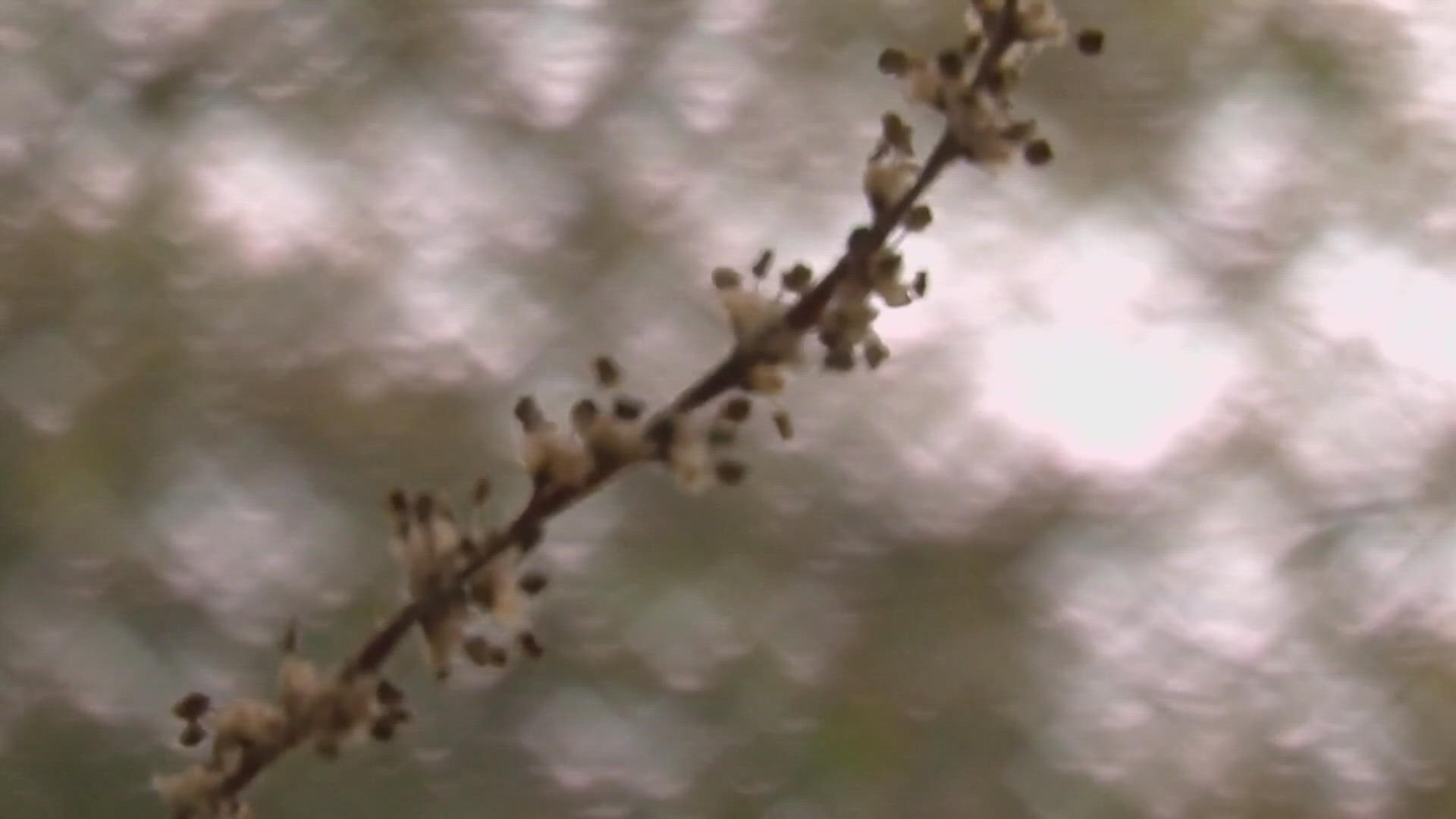 With spring just around the corner a doctor is offering tips to those who suffer with allergies.