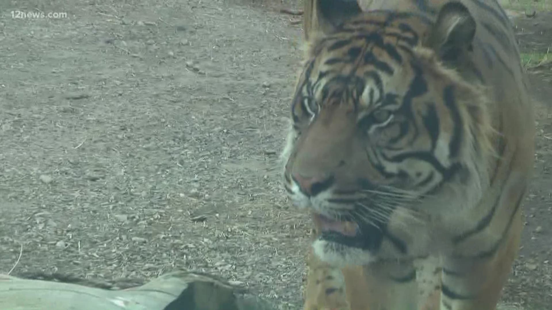 Team 12's Trisha Hendricks is at the Phoenix Zoo checking out the tiger exhibit and previewing the zoo's "Winter in July" event.