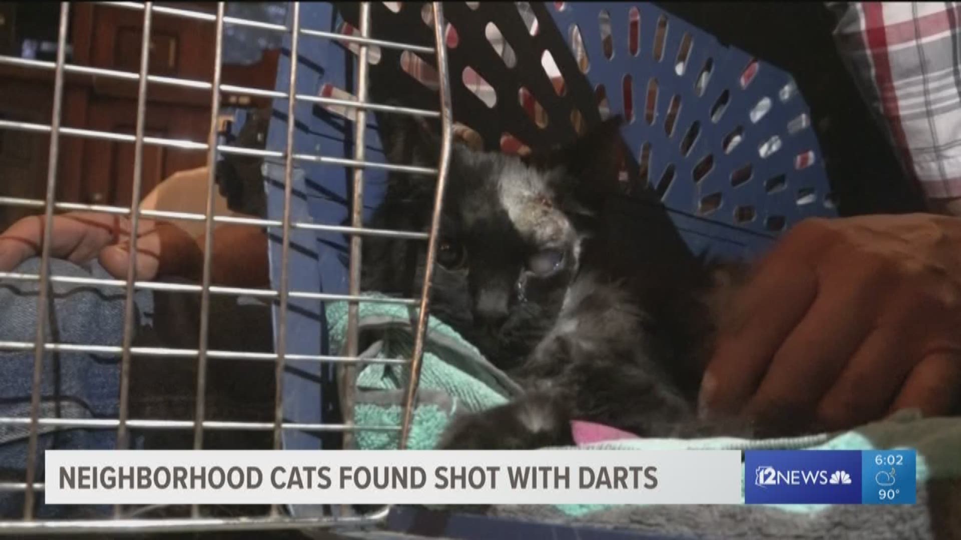 At least three cats were found wounded with darts.