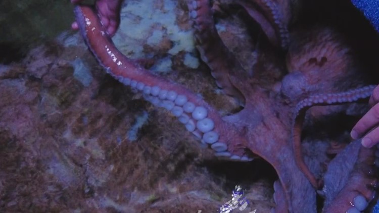 'The utmost care a mother can give is essentially her life': Tako the octopus is caring for her eggs as she prepares to pass