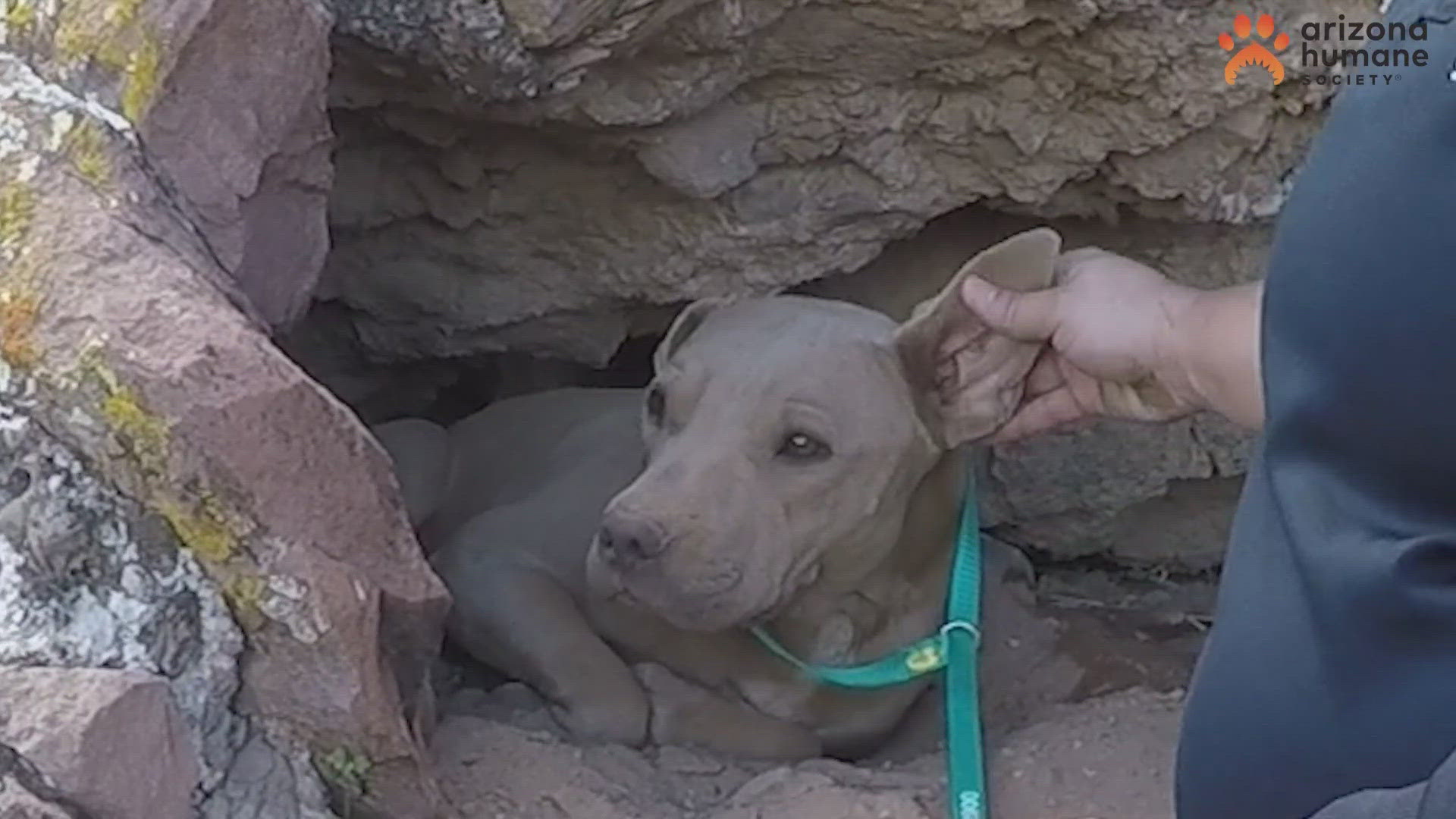 The 2-year-old Sharpei mix, now named Bright Eyes, is now being taken care of at the Arizona Humane Society.