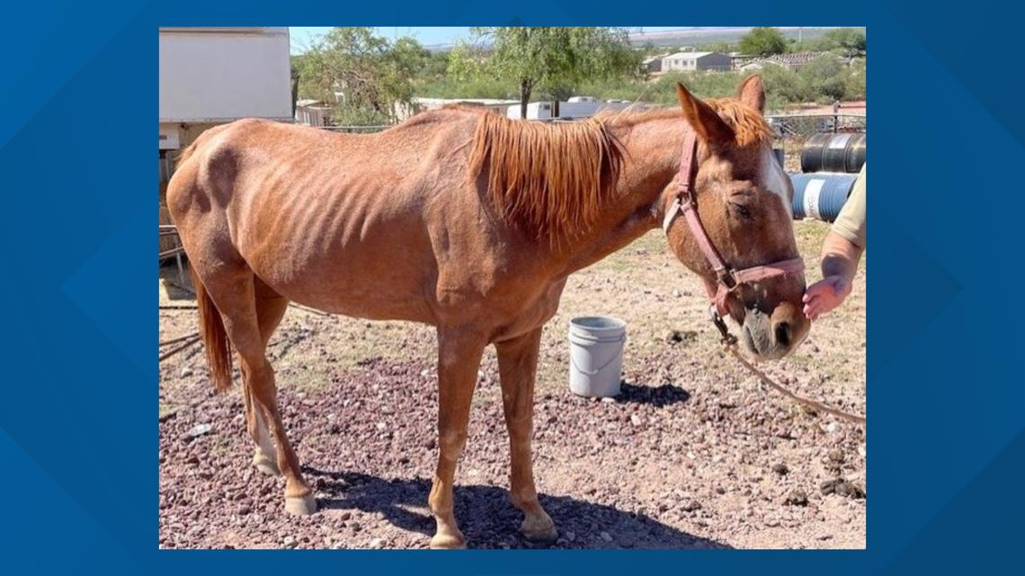 2 people arrested after severely neglected horse found in Pima County