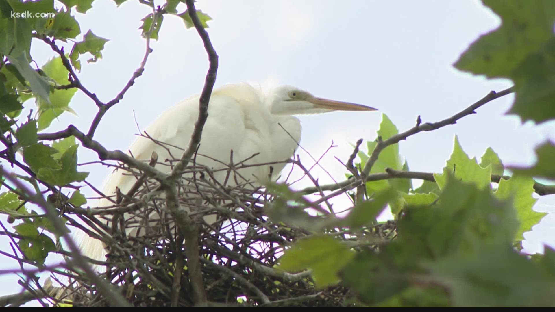 A rookery consisting of blue herons, night herons and two kinds of egrets have become an unexpected treat for bird watchers.