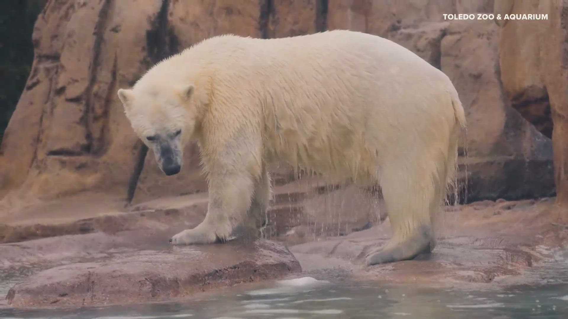 Kallik and his twin brother, Kallu, were 2 years old when they arrived in St. Louis in March. Soon, Kallik will move to the Oregon Zoo in Portland.