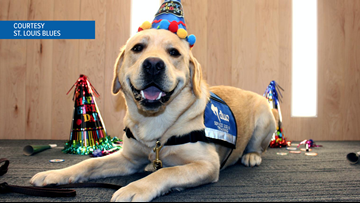 when a dog turns 1 how old in dog years