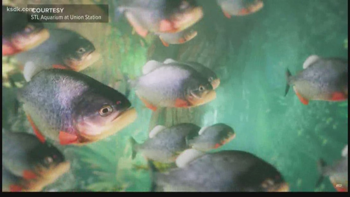 Valentine’s Day | Commemorative fish at St. Louis Aquarium ...