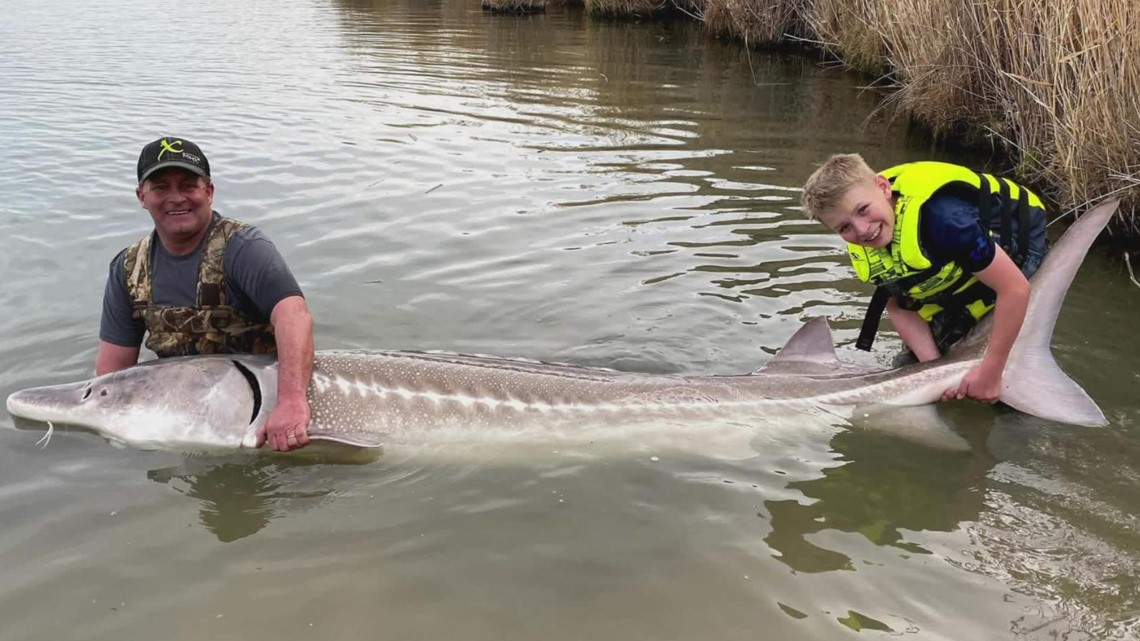 Bocah 12 tahun mengikat rekor tangkapan dan pelepasan ikan sturgeon Idaho