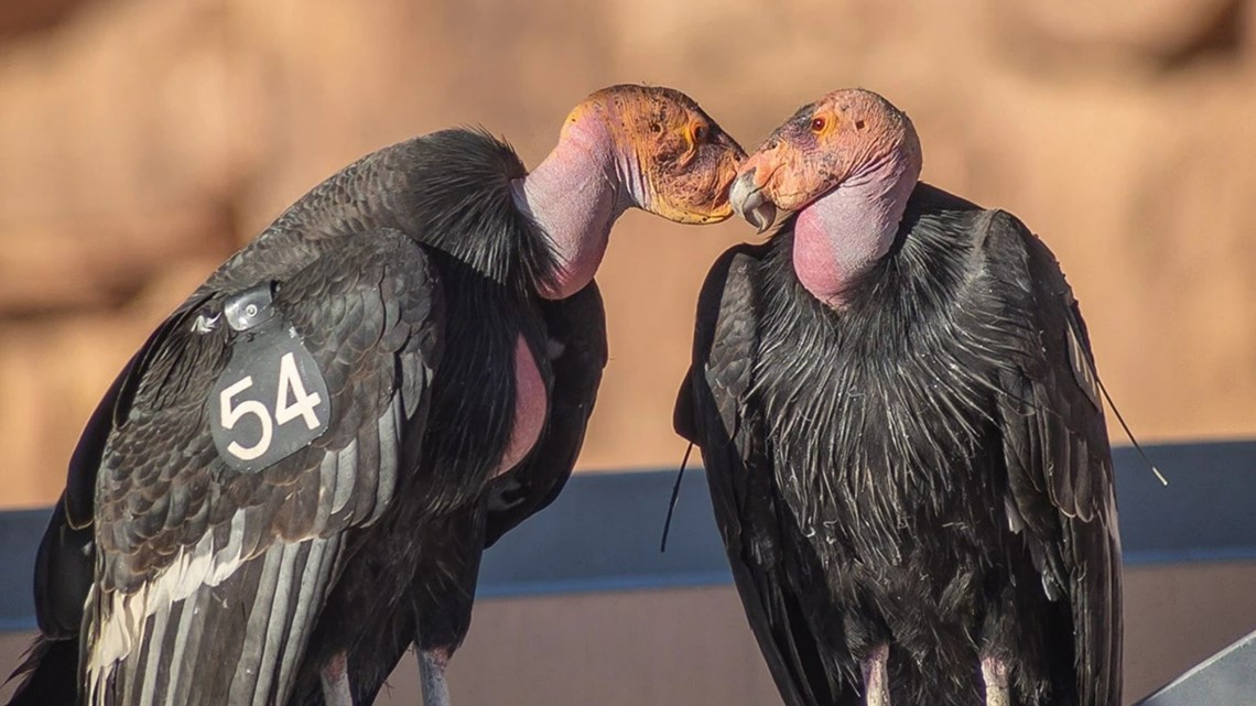 2 California Condors in Arizona compete for their love match - Vimarsana News