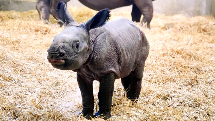 New baby rhino at Denver Zoo will melt your heart