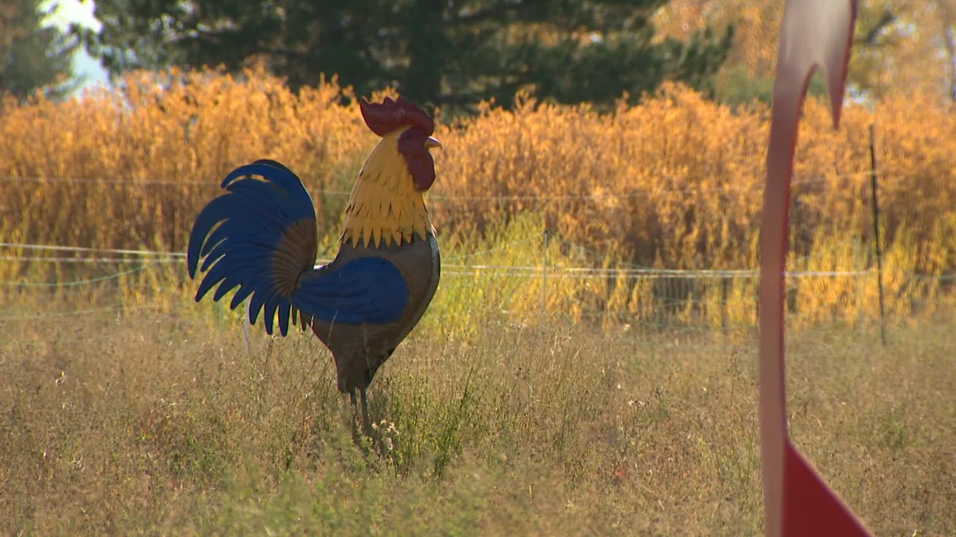 Stolen 6-foot rooster statue returns to Colorado farm after 5 years away A 6-foot rooster statue stolen from a Colorado animal sanctuary five years ago has been returned by a stranger, along with a letter detailing its journey.