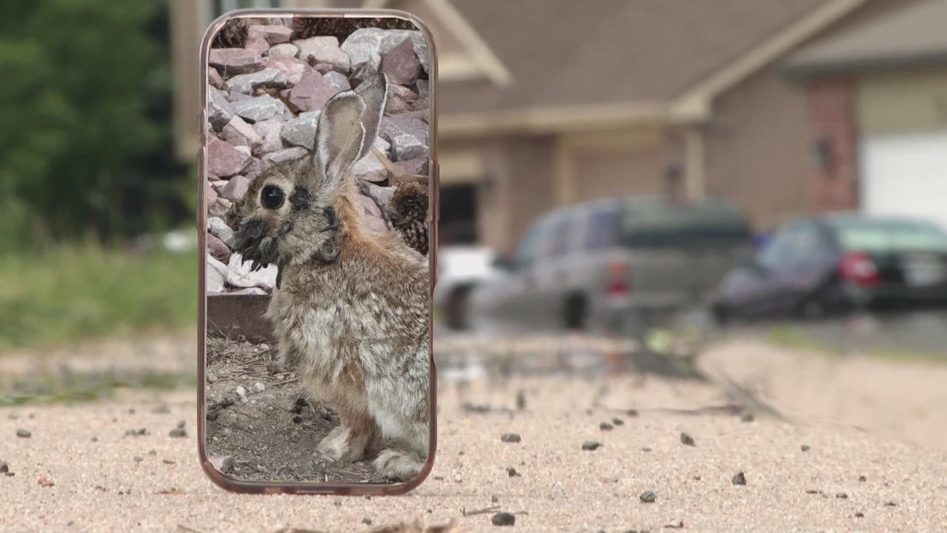 A rabbit in Fort Collins with hornlike growths sparked viral fascination worldwide, but experts say it’s a harmless, naturally occurring virus.