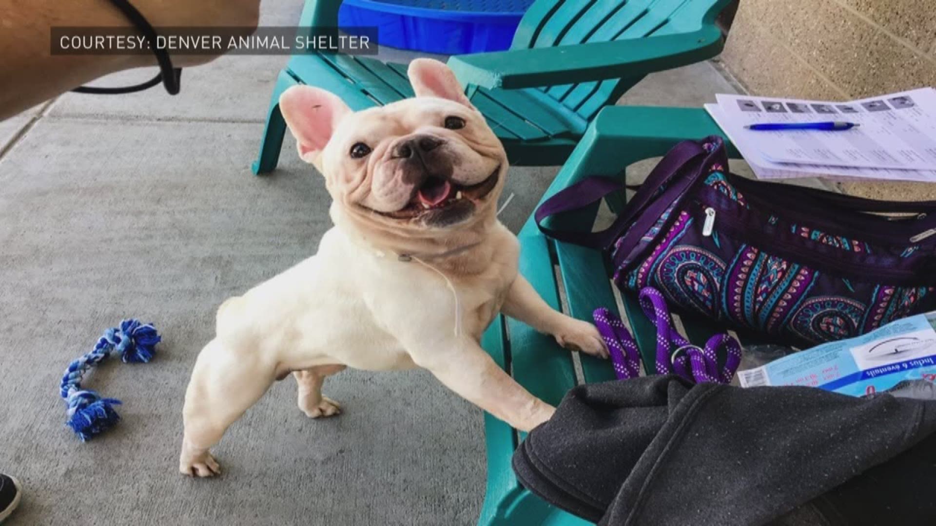 25 rescued french bulldogs going up for adoption Saturday ...