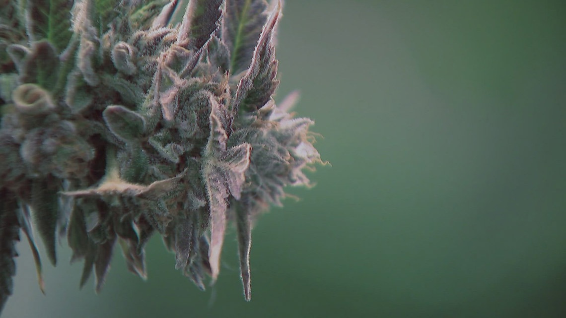 Researcher warns of untested toxins in cannabis, calls for expanded safety measures