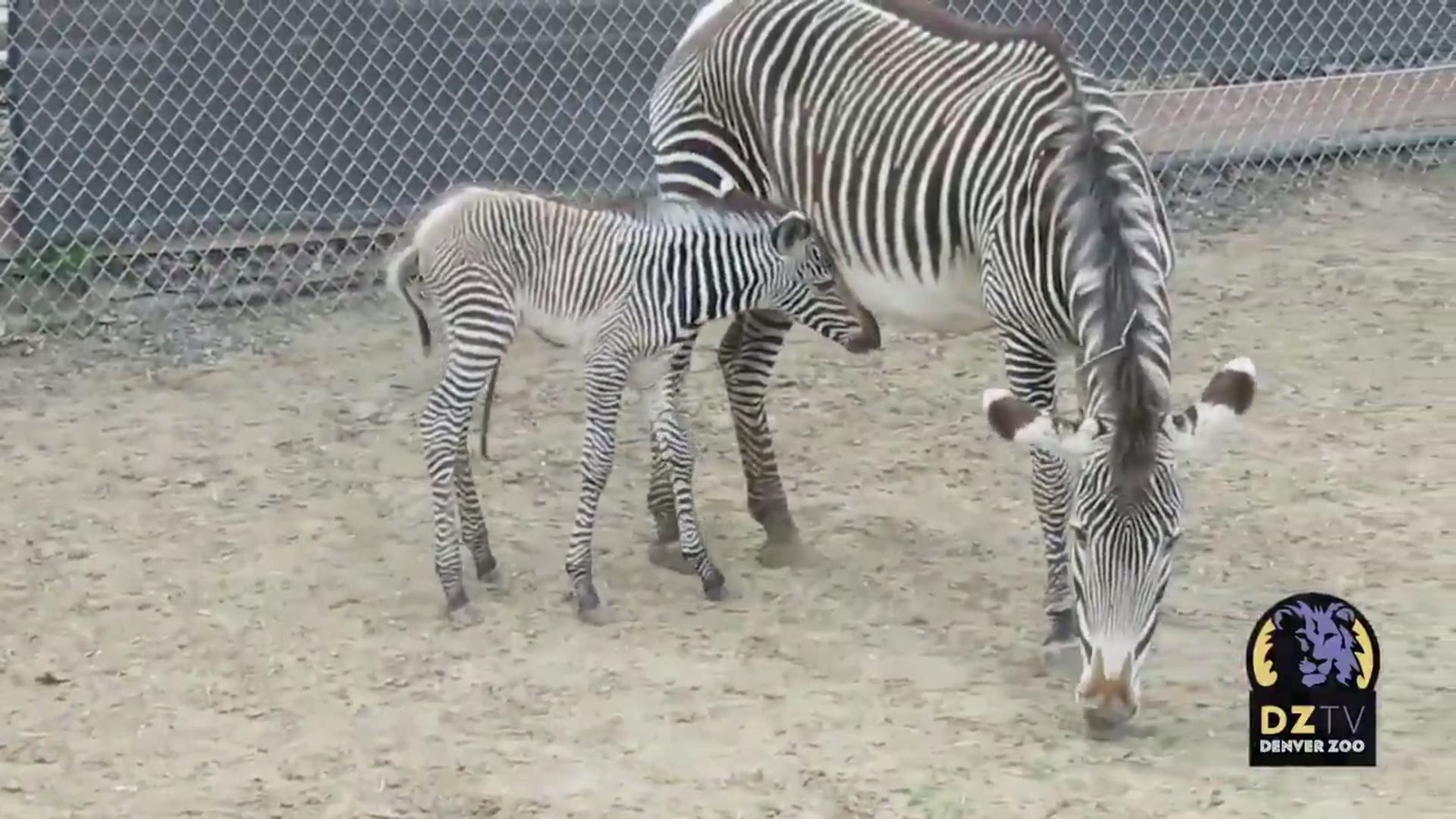 The Denver Zoo announced a baby zebra boy was born on Wednesday, May 8!