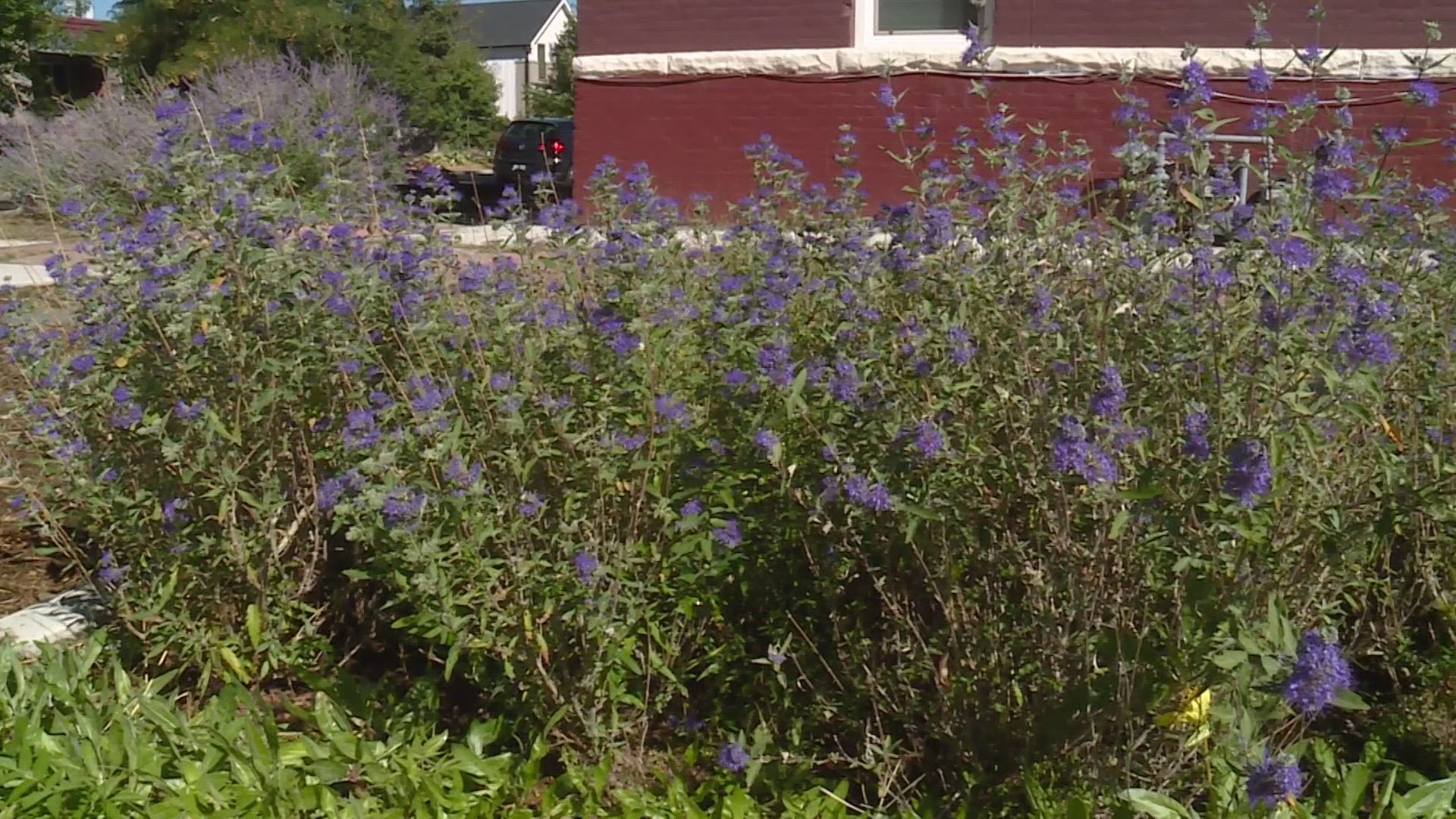 Denver is replacing concrete and asphalt with greenery— the city calls this transformation "Green Infrastructure".