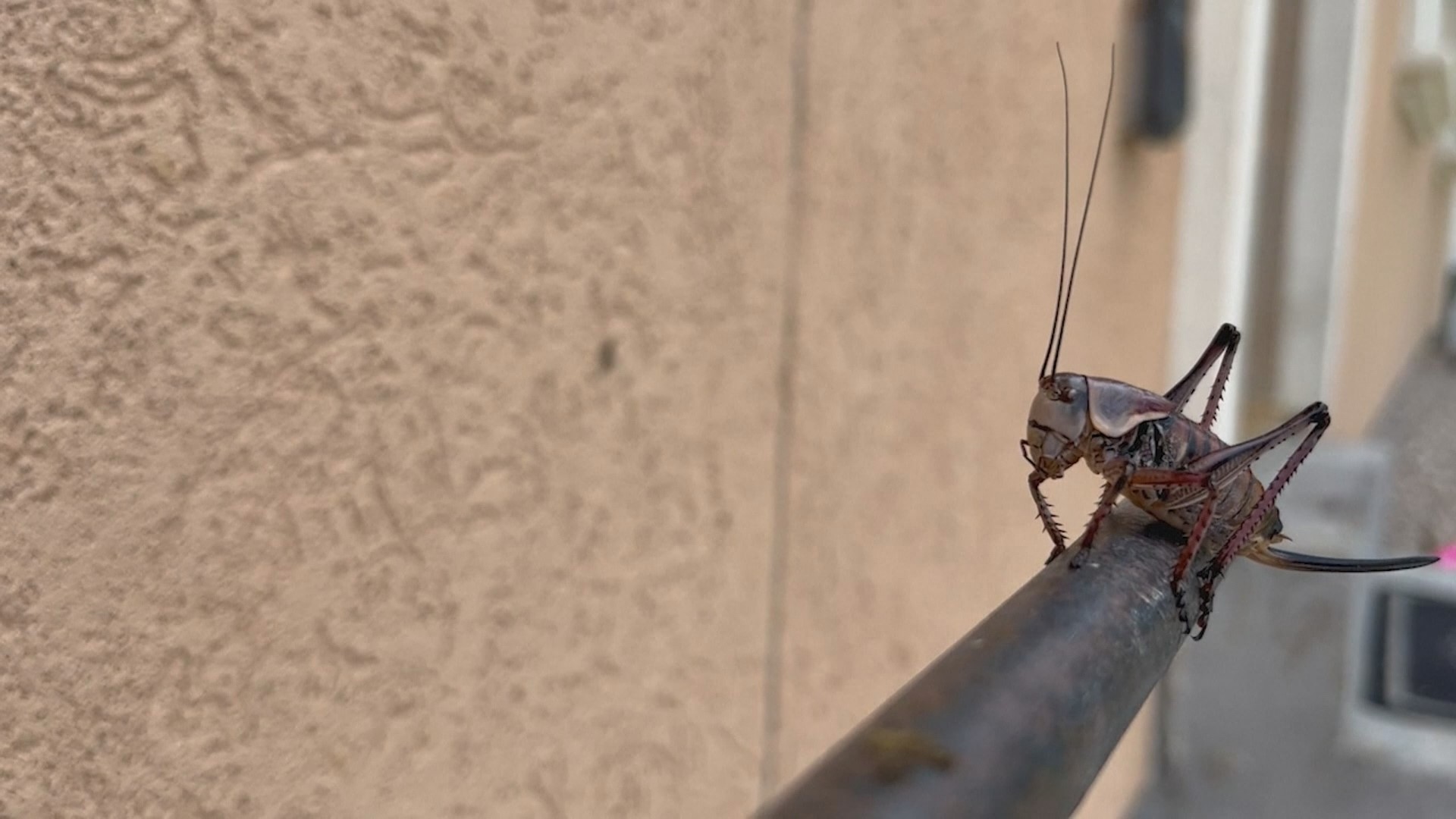 Thought the miller months were bad? Mormon crickets have converged on this community covering vegetation, the ground, and even climbing the walls.