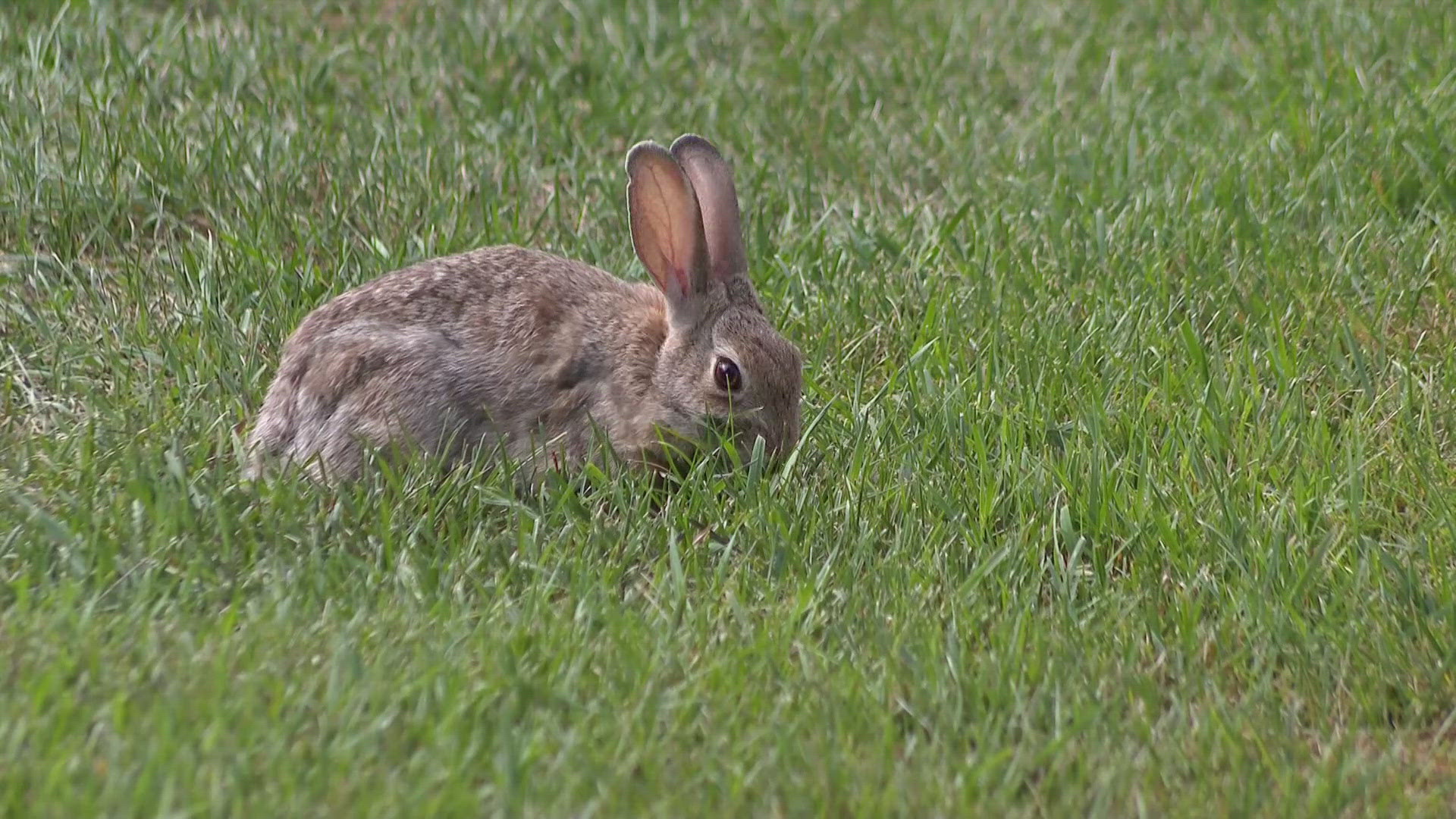 Some Fort Collins rabbits have been spotted with strange growths on their heads, which Colorado Parks and Wildlife says is a virus. 