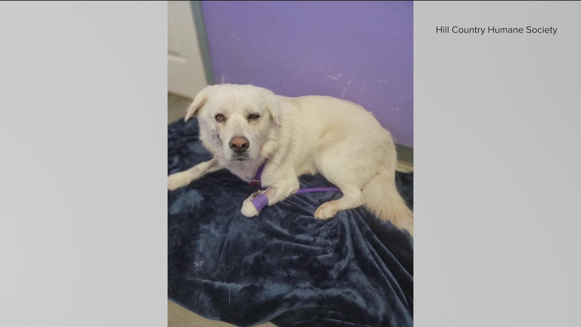 An animal shelter in Llano County is raising money to care for a dog that was shot in the face.