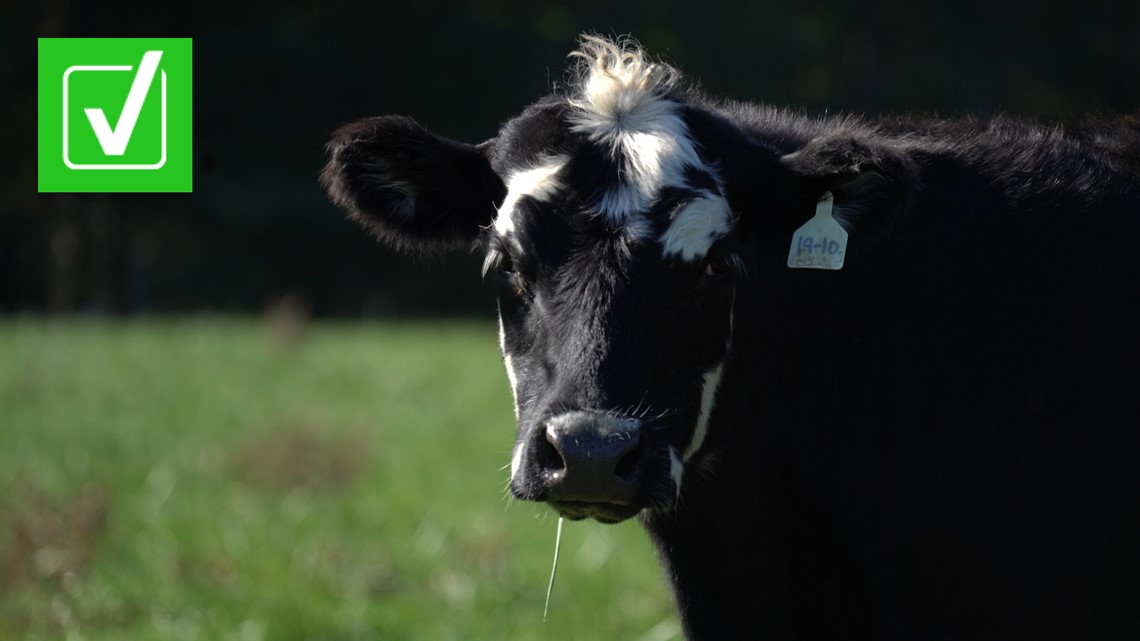 Ya, sapi adalah sumber utama emisi metana di AS