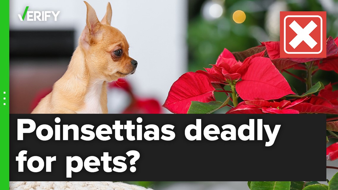 Poinsettias are not deadly to pets