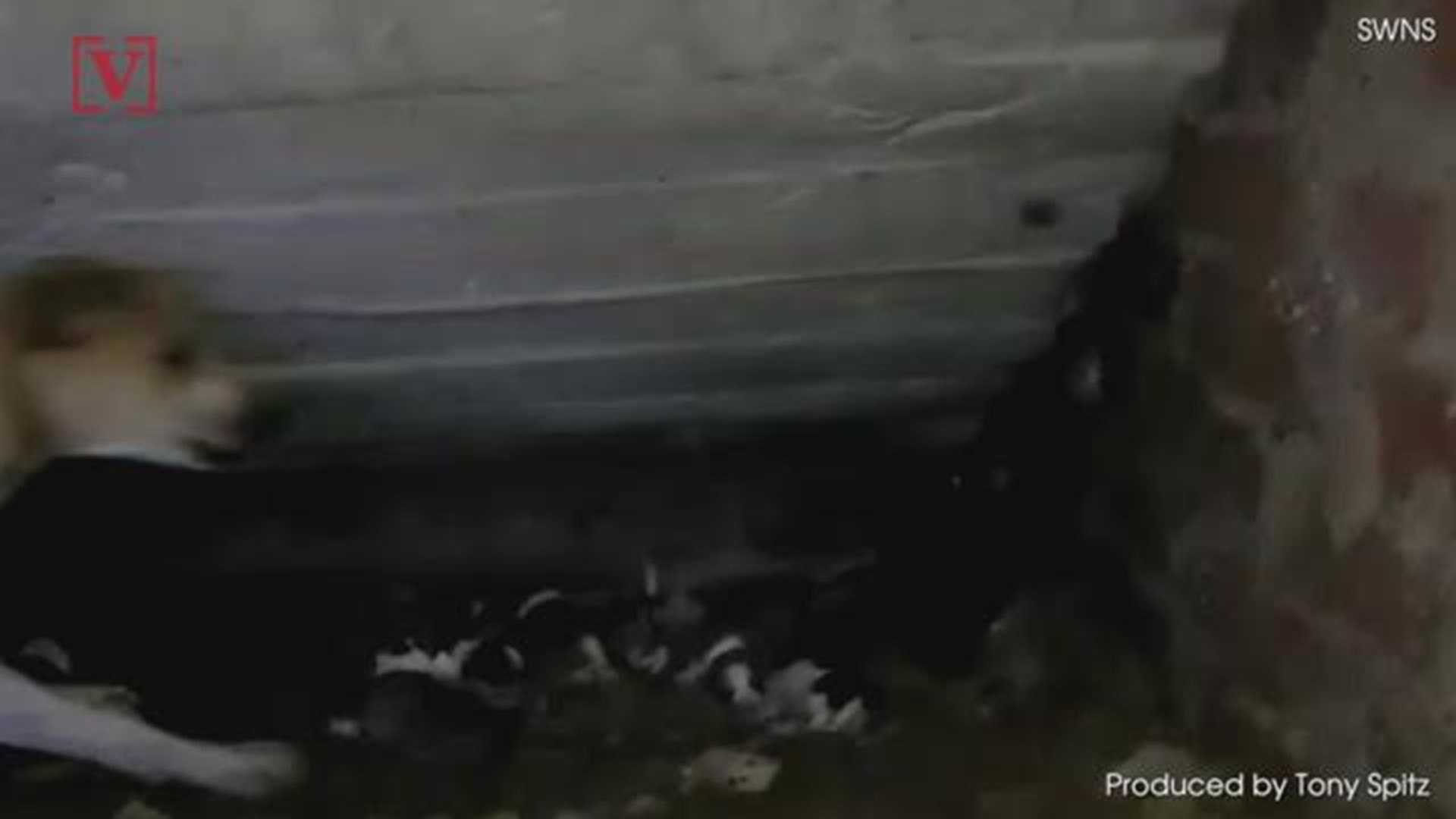 Why Is My Dog Attacking Her Puppies