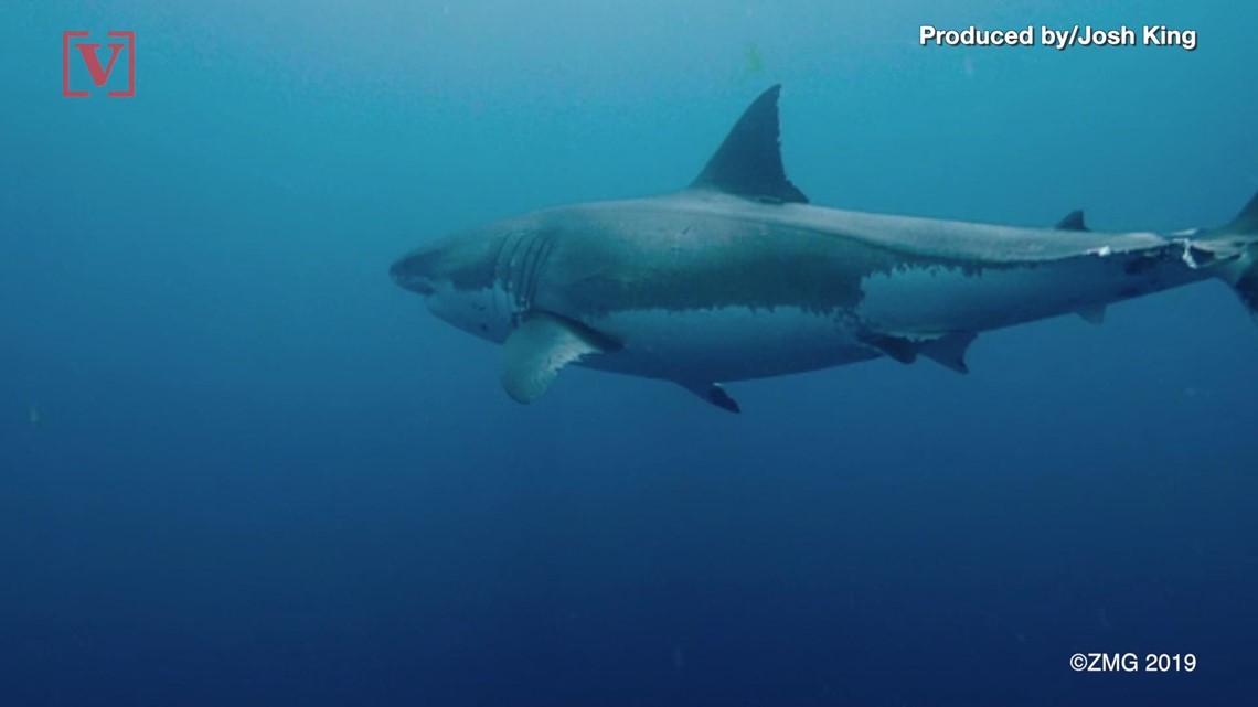 Great White Sharks Have Been Spotted Off The Coasts Of