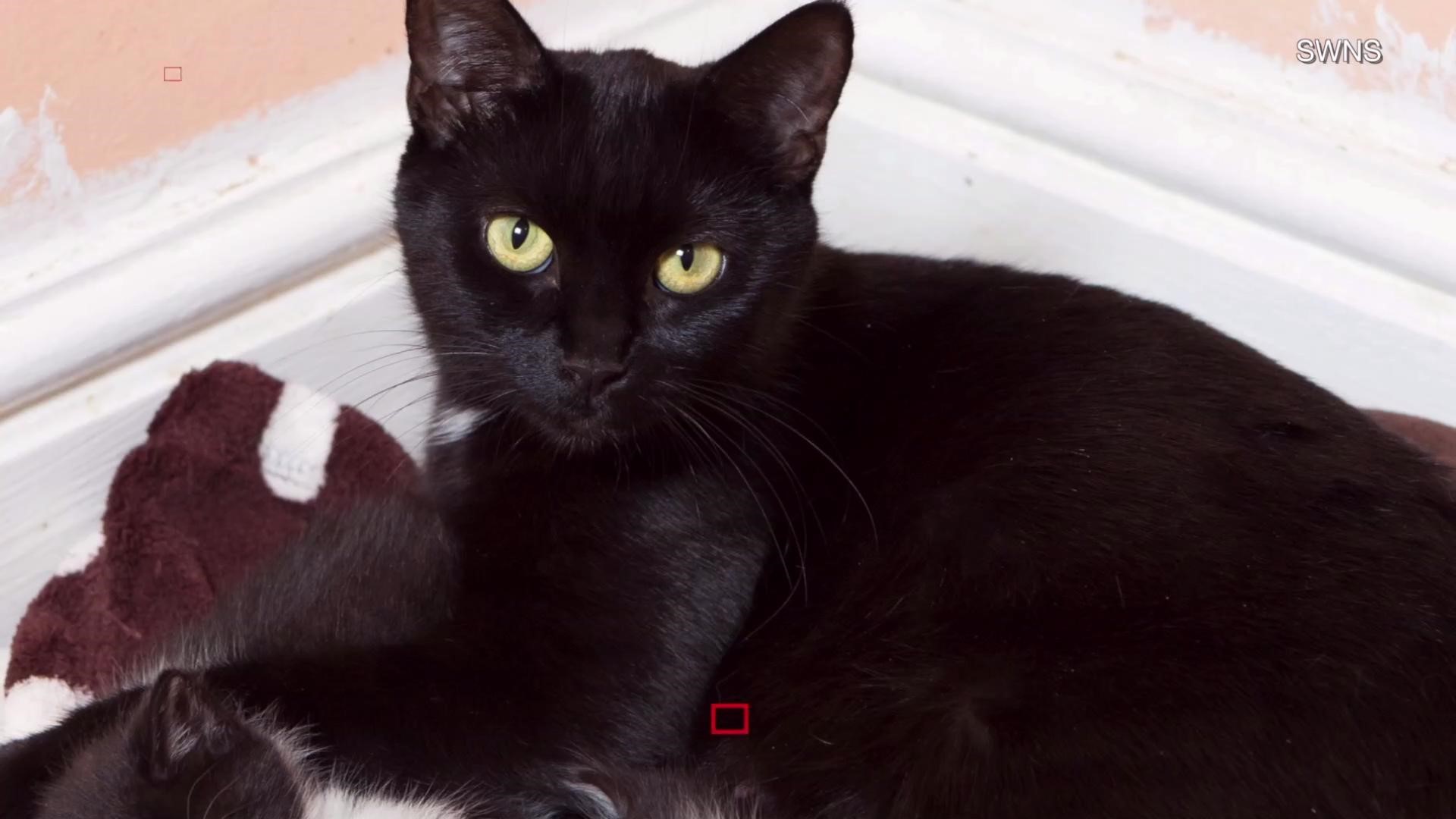 Black cats are not getting adopted because they don't look good in selfies. Elizabeth Keatinge (@elizkeatinge) has more.