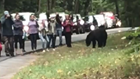 Don't do this: Tourists crowd right next to a bear in the Smoky Mountains