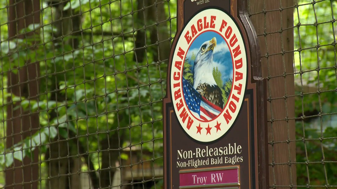 Search underway for three eagles that escaped storm-damaged enclosure ...