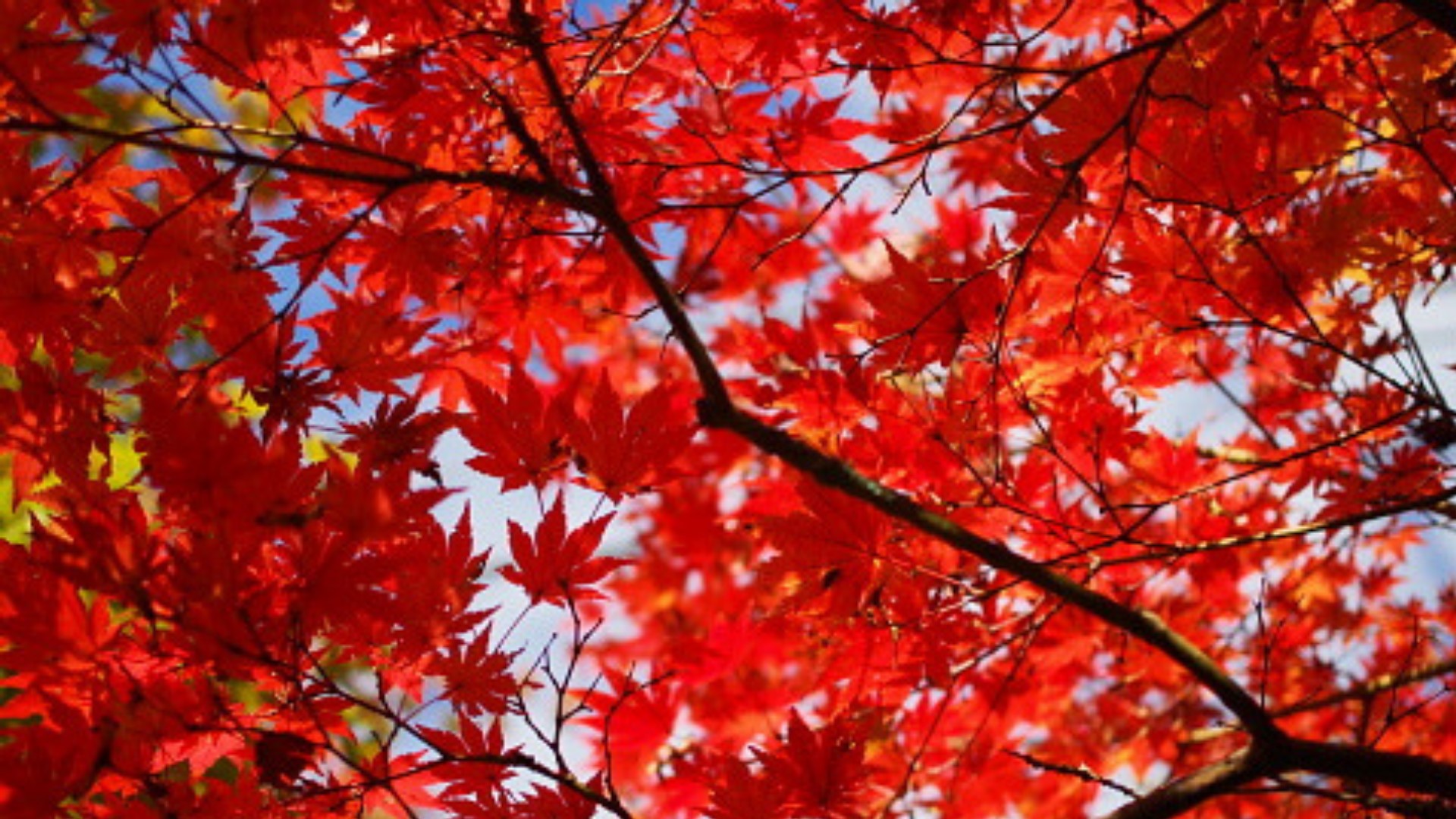 MAINE FALL FOLIAGE | Interactive map shows when fall colors are ...