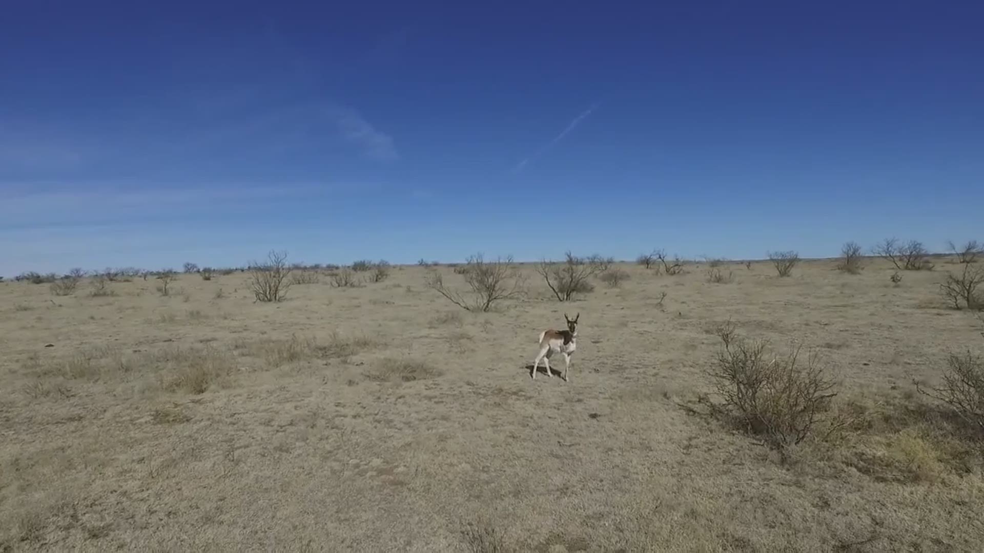 An antelope got some revenge after a drone pilot began following the animal across a ranch in the Texas panhandle. Video courtesy of Travis Higgins.
