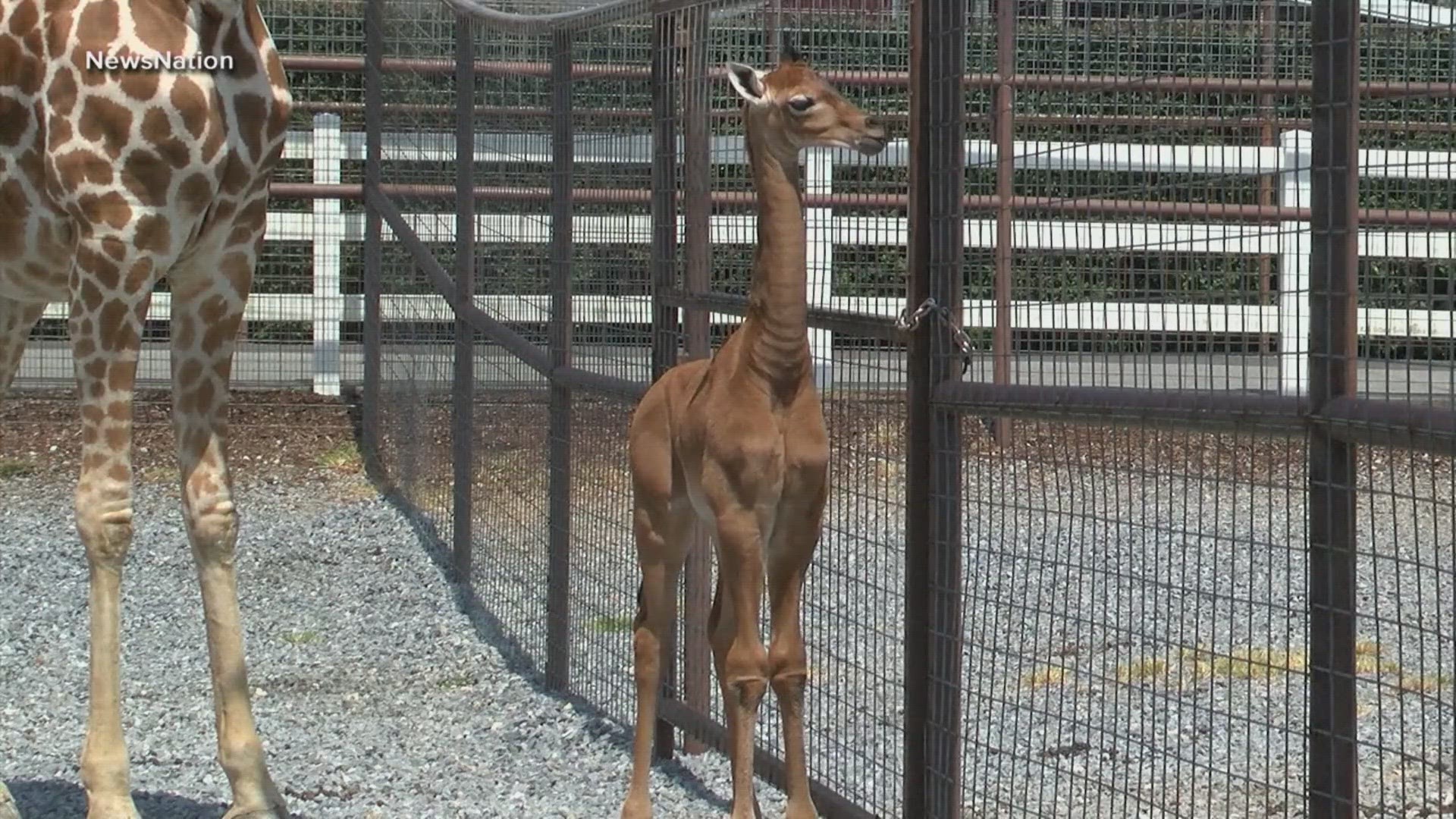 The giraffe born without spots on July 31 is the only one of her kind on Earth, according to zoo officials.