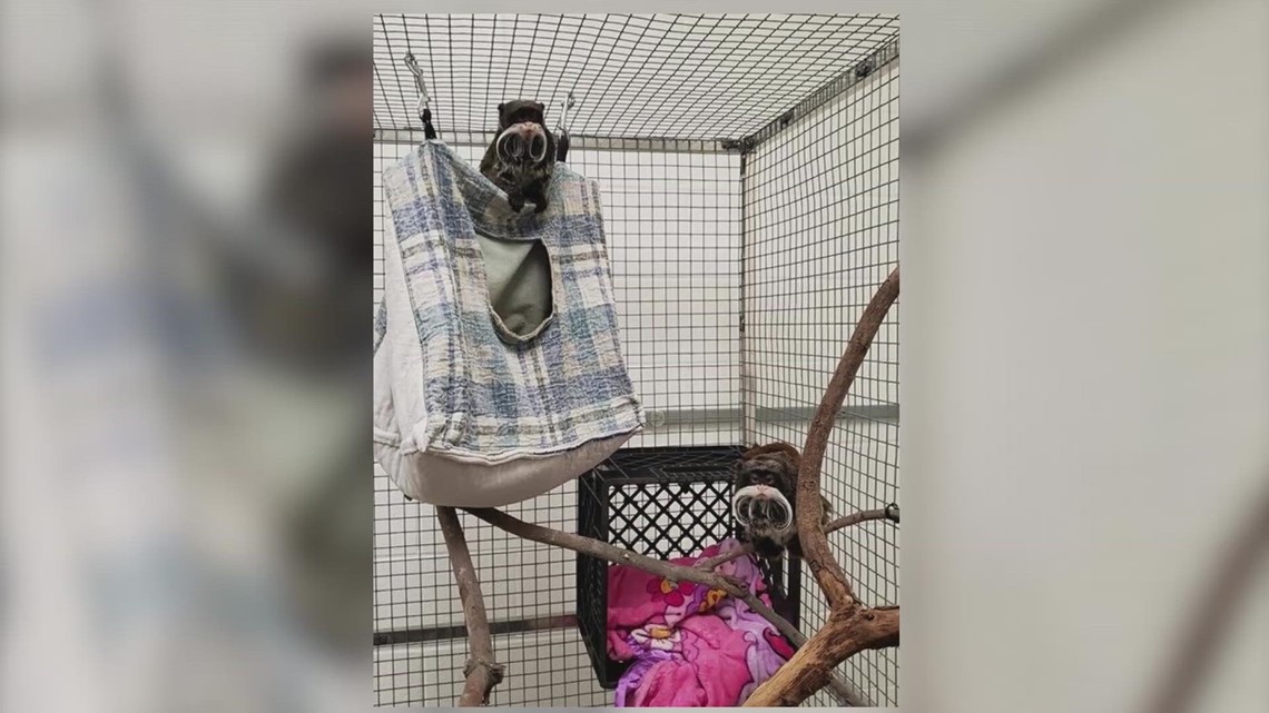 Kebun Binatang Dallas: Orang yang dituntut sehubungan dengan monyet, macan tutul