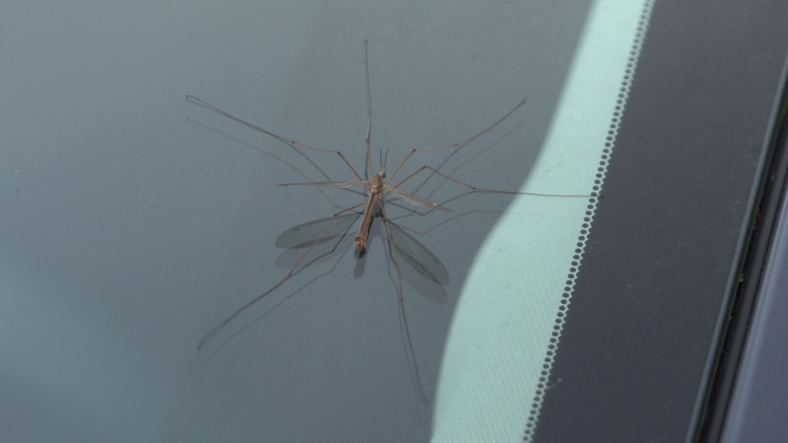 Are we seeing more "mosquito hawks" than usual this year?