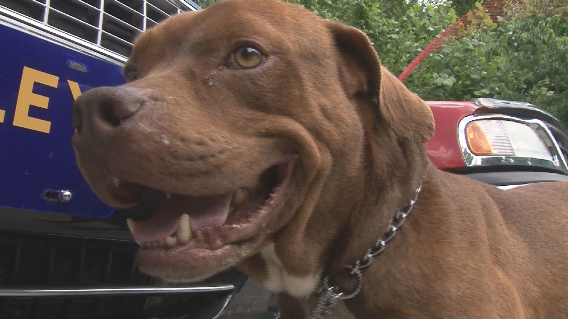 North Carolina family reunited with dog after 5 years thanks to ...