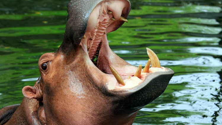 Man throws stones at hippo who swallows toddler and it spits him back out