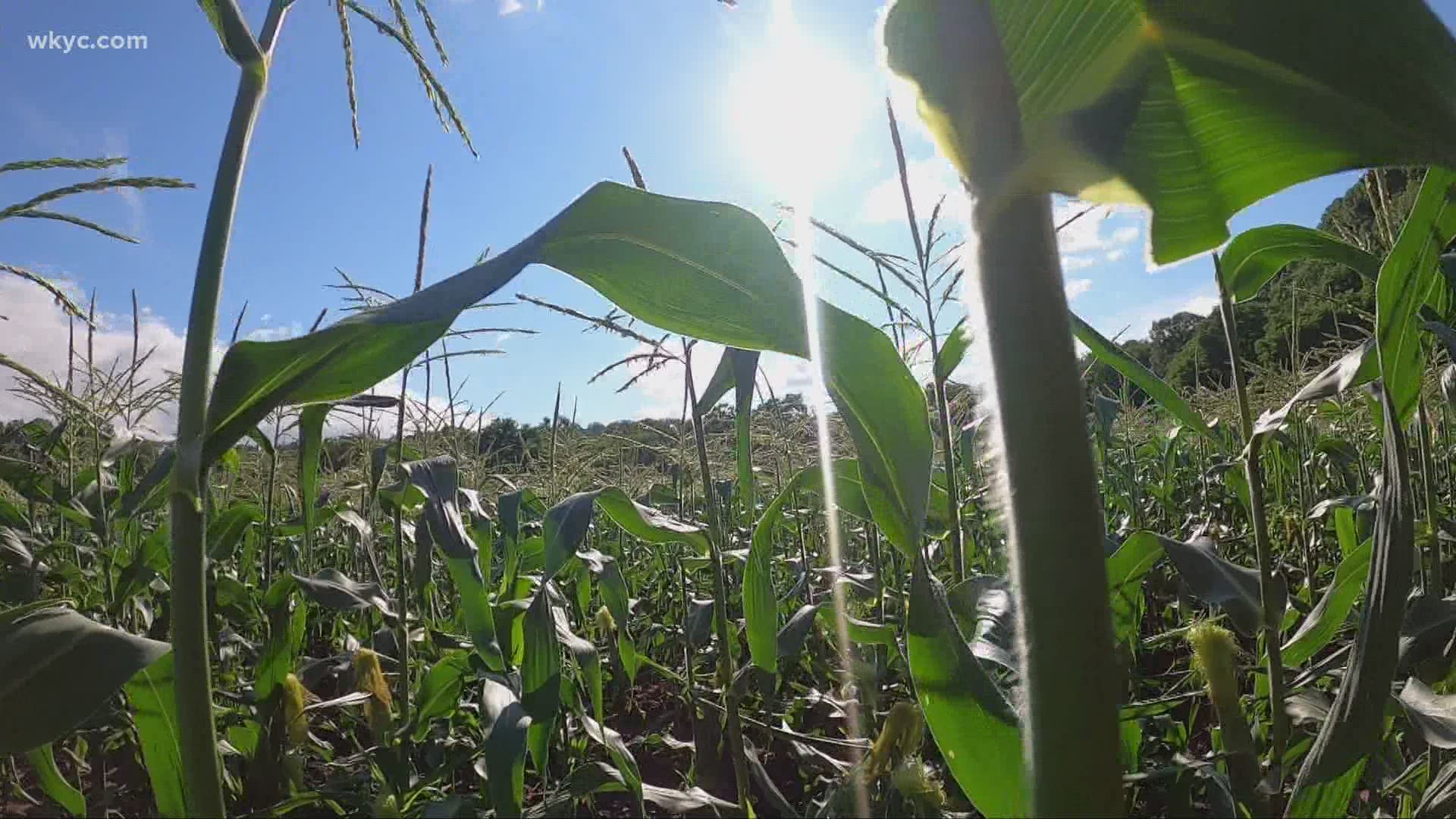 At Szalay's in Peninsula, the crop is looking very nice!