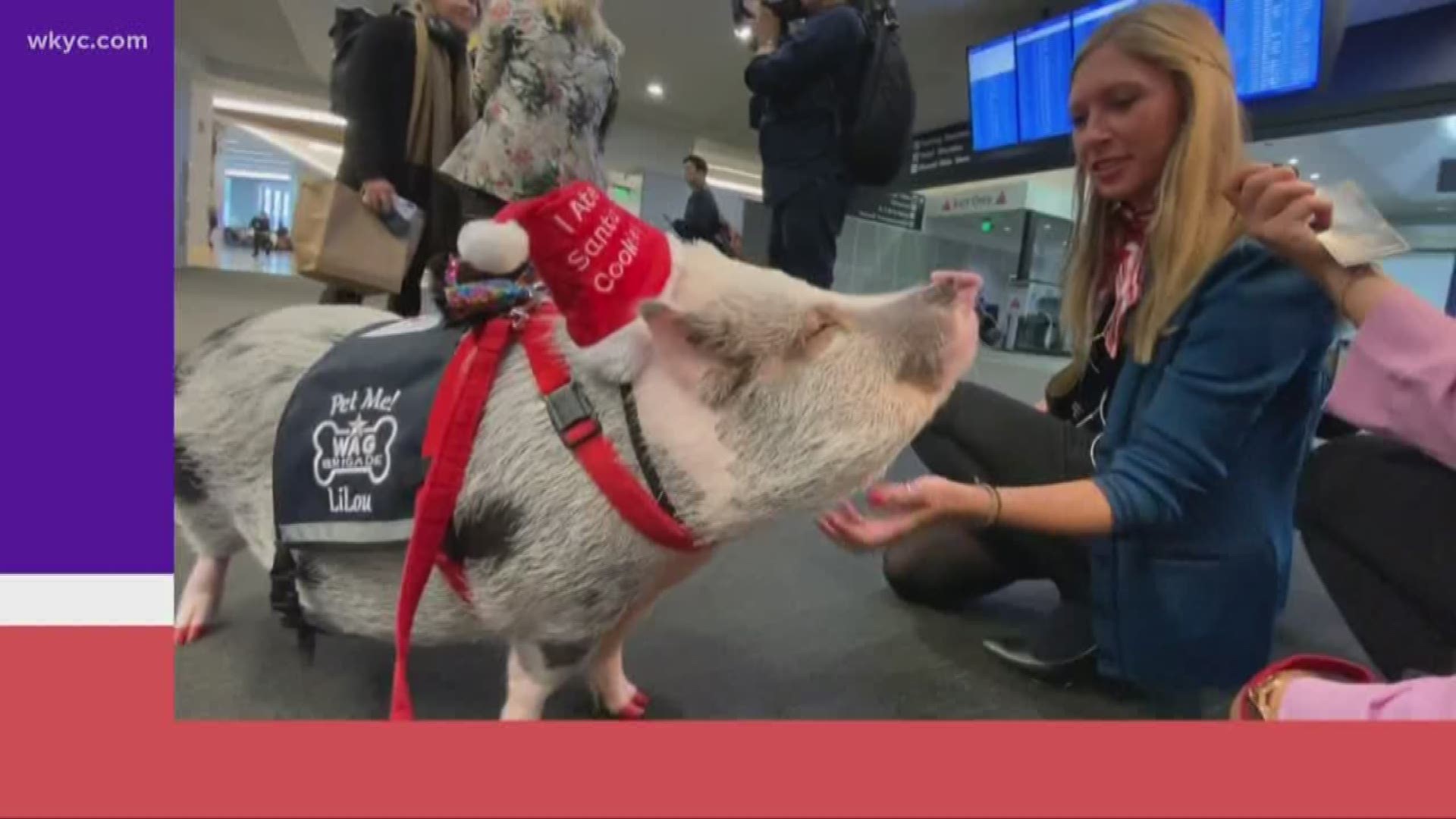 Meet LiLou! This therapy pig works at SFO to ease travelers of their anxiety during the holidays.