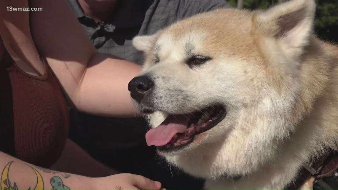 Navy veteran gets Georgia city waiver that may save dog facing euthanasia
