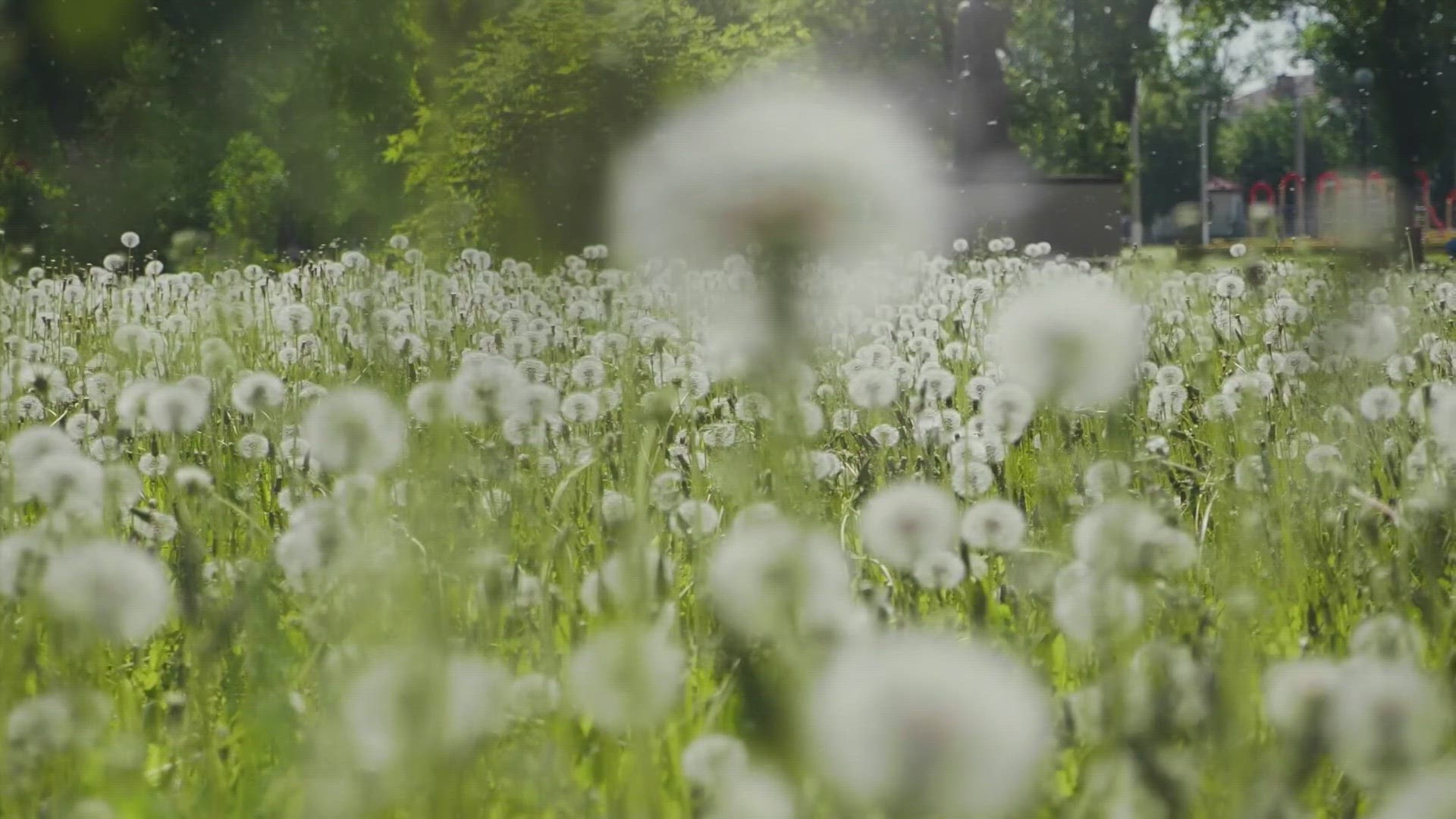 A look at how the growing season over the past few decades continues to grow and it's impact on the pollen season.