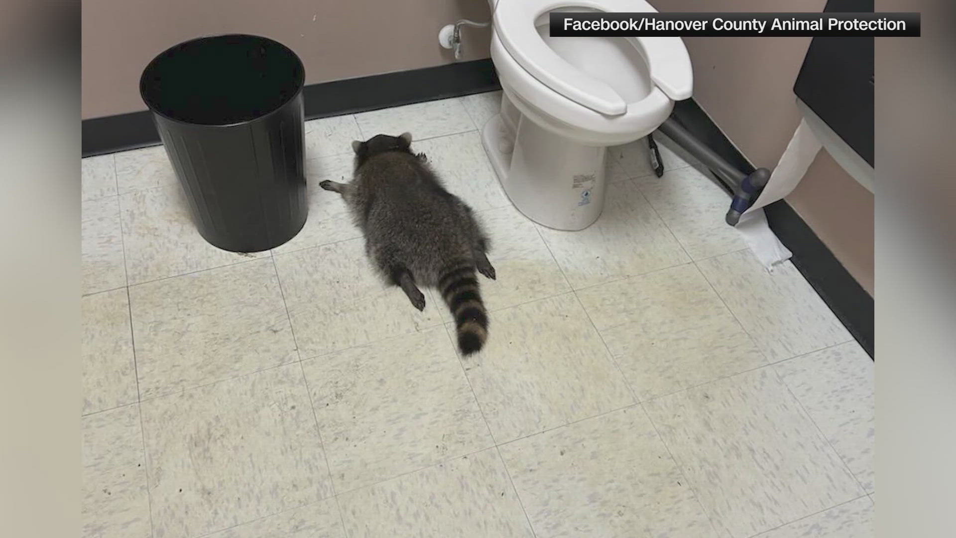 T-shirts, sweatshirts and hoodies that say "trashed panda" are for sale. 