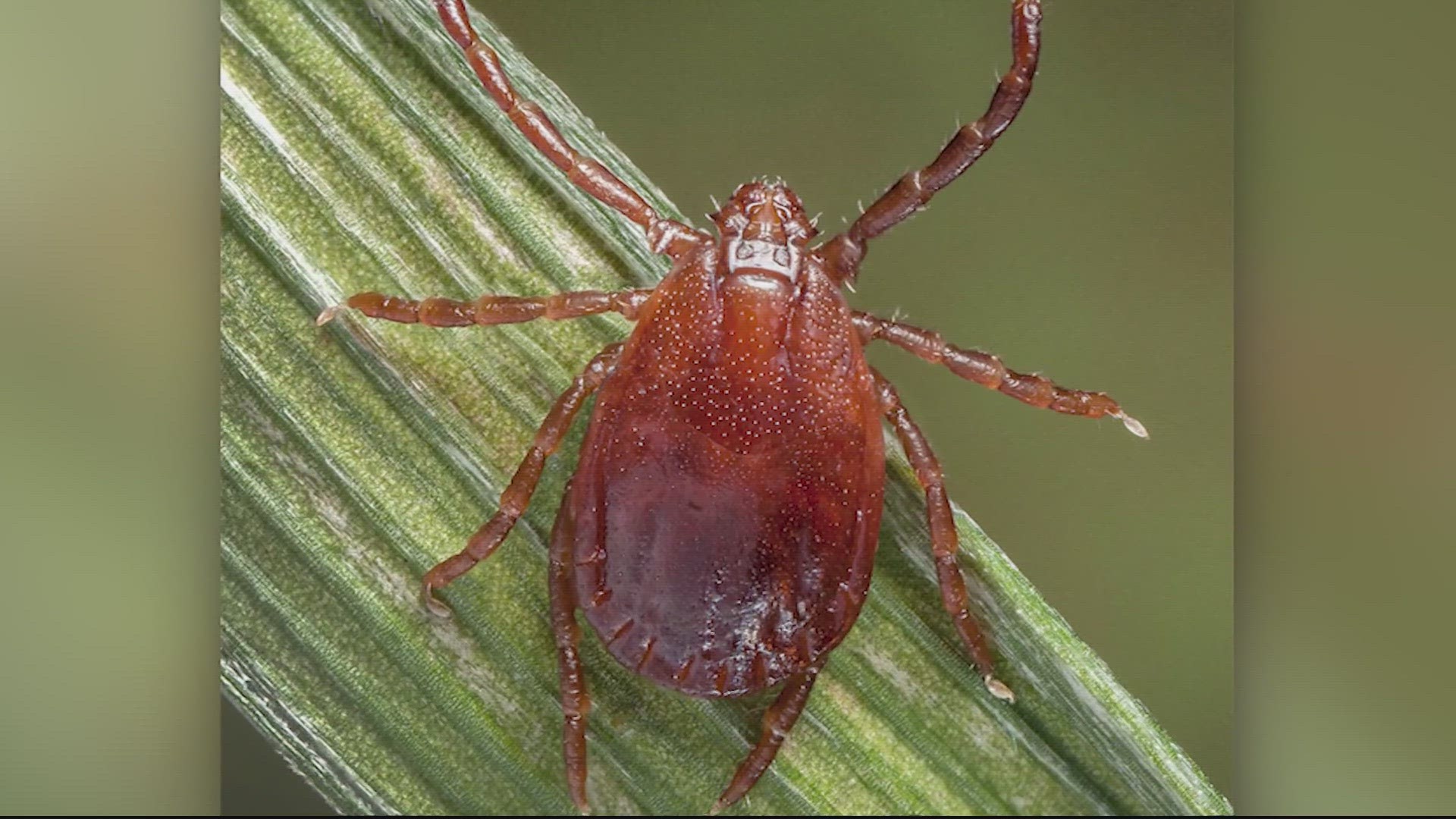 Researchers say the ticks can reproduce quickly, hide in tall grass, and survive in harsh conditions.