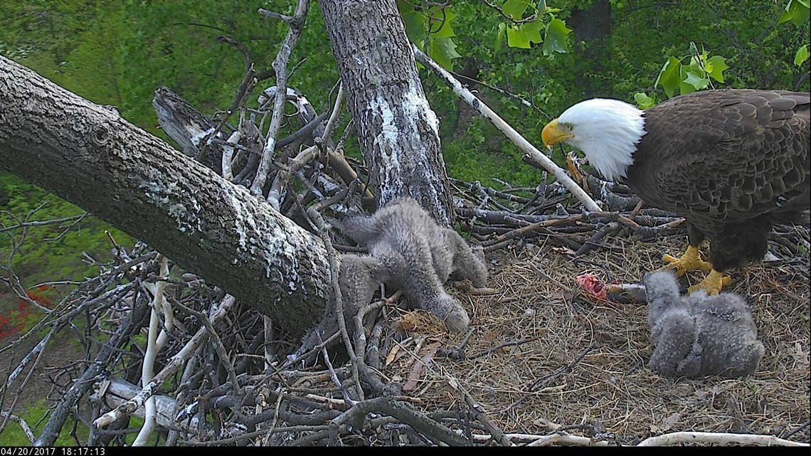 Male bald eagle goes from babysitting rock to an eaglet