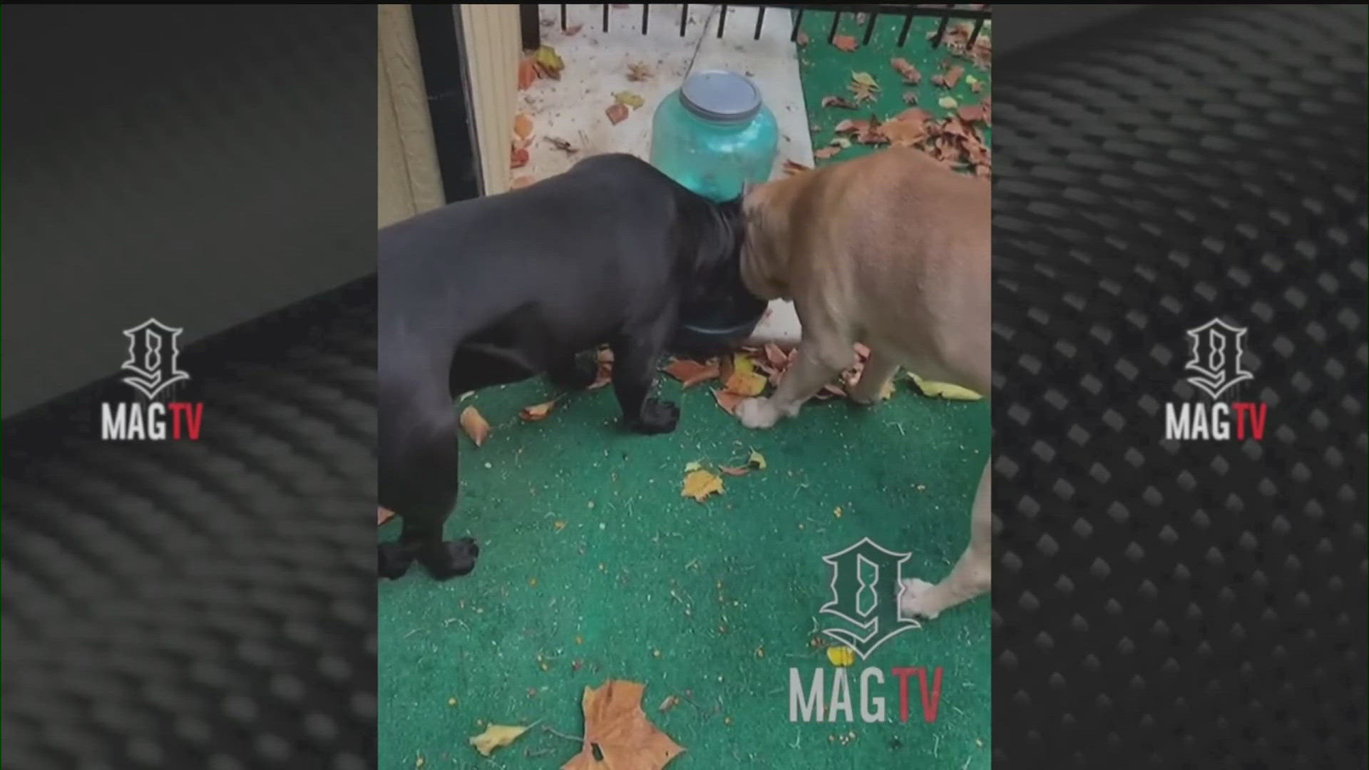 Tyrese Gibson is wanted after a string of complaints about his dogs running loose in Buckhead, ultimately turning into a deadly attack on Sept. 18.